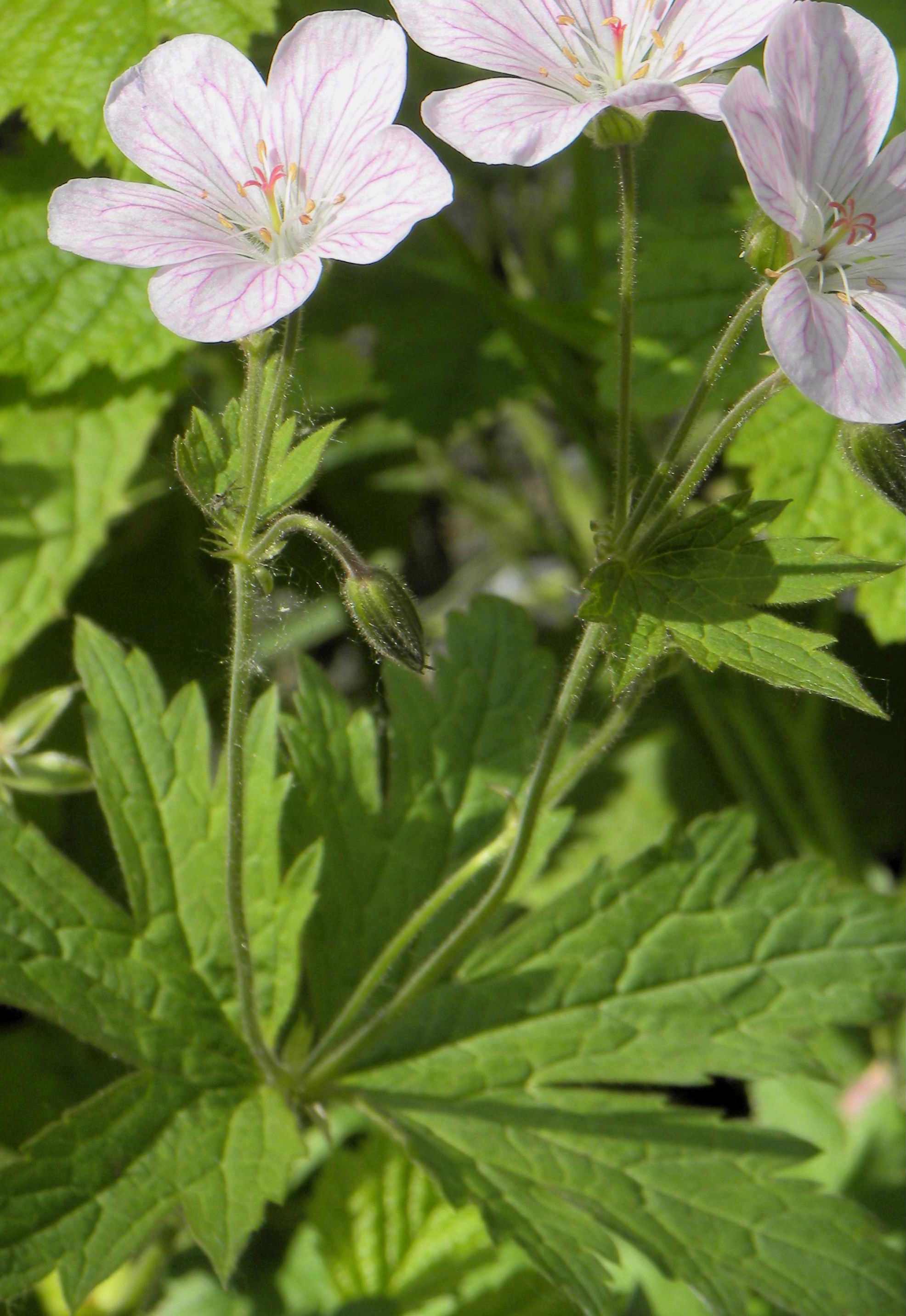 Geranium rivulare / Geranio dei rivi